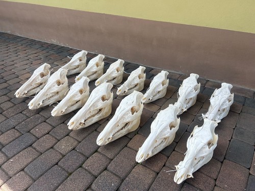 Wild boar skull - skull,,
