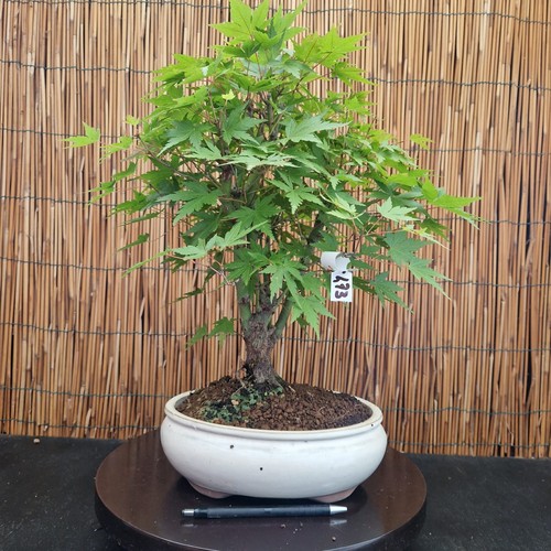 Bonsai acero yamamomijii h - bonsai, di