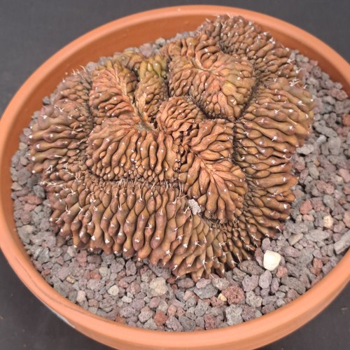 Gymnocalycium mihanovichii - , f