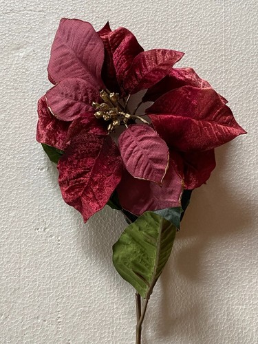 Stella natale rossa - rossa, fiore