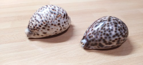Cypraea tigris conchiglie - cypraea,