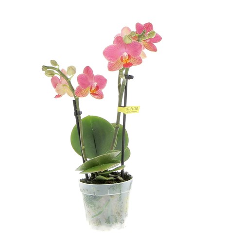 Kentis orchidea phalaenopsis - kentis,