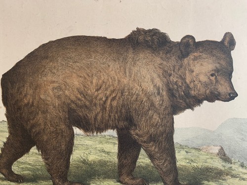 Incisione antica orso - incisione,