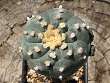 Large Ariocarpus Astrophytum