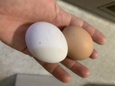 Uova Feconde, Fertili