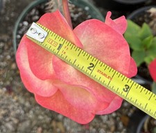 Euphorbia Milii UDOM PHON Corona di Spine Corona de Cristo Cactus Thai Hybrid