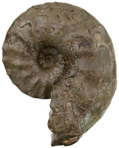 Trias discoceratites - trias,