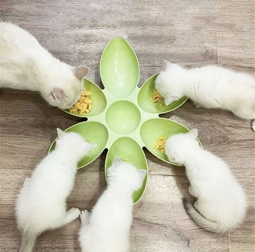 Ciotola gatto doppia multi - gatto,