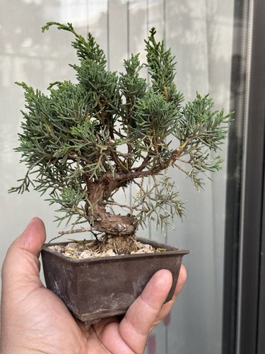 Kishu ginepro bonsai - kishu,