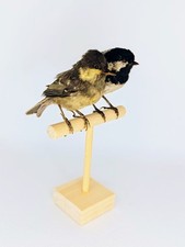 Taxidermy, Cabinet De Curiosites :  Cincia Mora (Periparus ater) Coppia