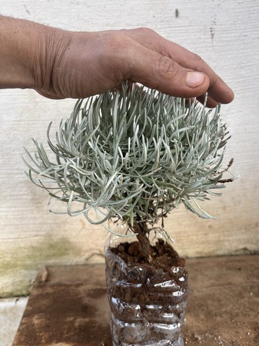 Pianta elicriso helichrysum - elicriso.,