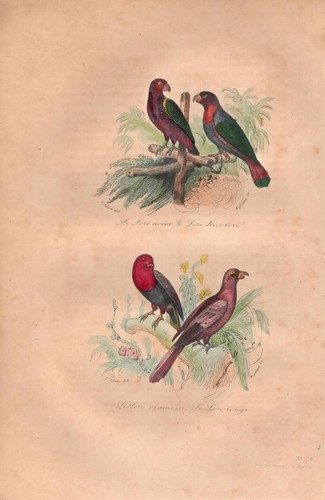 Stampa antica pappagalli - stampa,
