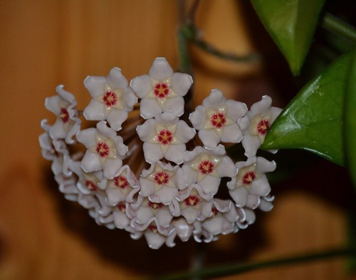 Hoya carnosa hanging plant - carnosa,