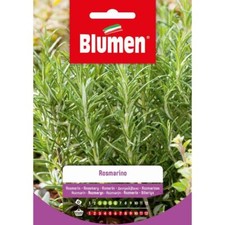 Blumen. Semi di rosmarino