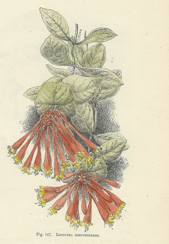 Caprifoglio lonicera stampa - lonicera,