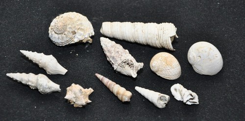 Conchiglia fossile gastropoda - conchiglia,