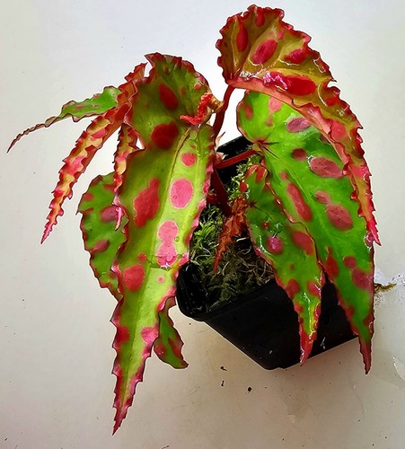 Begonia pink dottie - begonia,