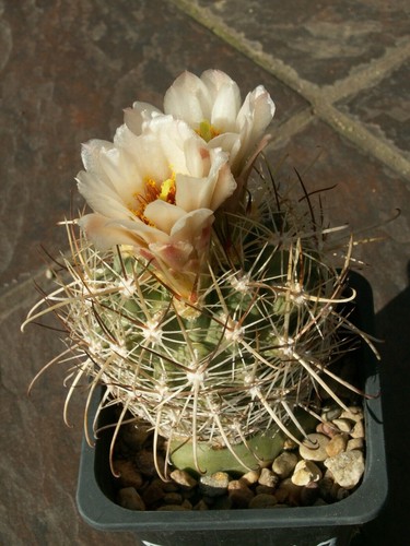 Sclerocactus wrightiae 104 - sclerocactus,
