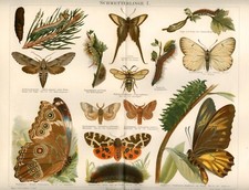 Stampa Antica 1898 = FARFALLE = Insetti = CROMOLITOGRAFIA Old Print