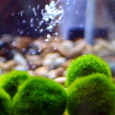 10 pezzi MARIMO Alga Palla 2/4