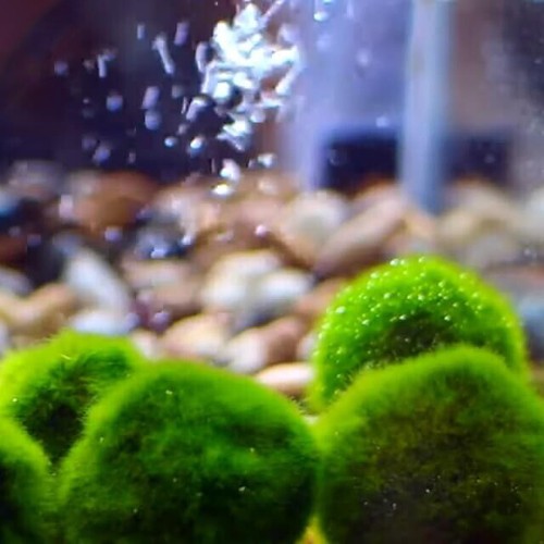 Pezzi marimo alga - 10,