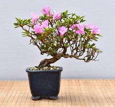Bonsai esterno azalea - esterno,,