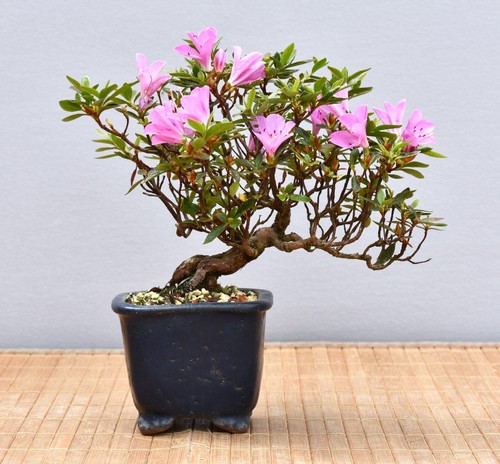 Bonsai esterno azalea - da, esterno,
