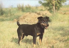 Terrier da caccia tedesco per