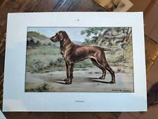 DRAHTHAAR  Riproduzione '60 F. CASTELLAN Cromolitografia