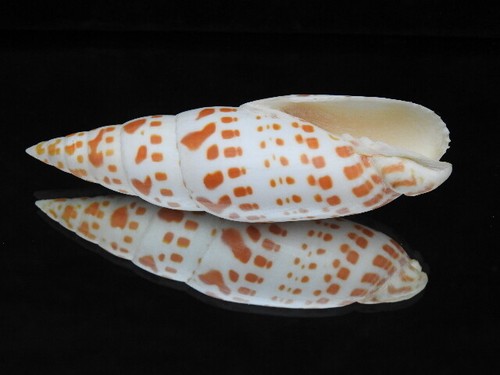 Sea shell mitra 125 - shell, 125.1mm