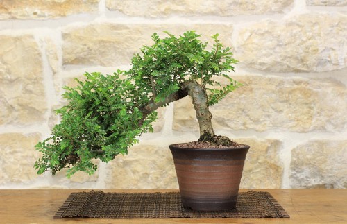 Bonsai olmo parvifolia - olmo,