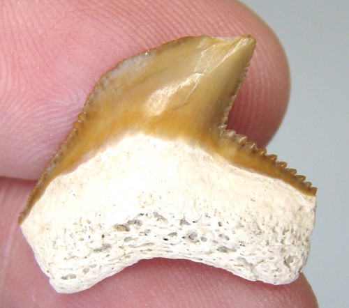 Bellissimo dente squalo - bellissimo, di