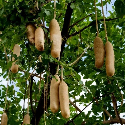 Pianta kigelia africana - di,