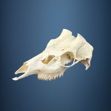 587SKU Teschio di cervo