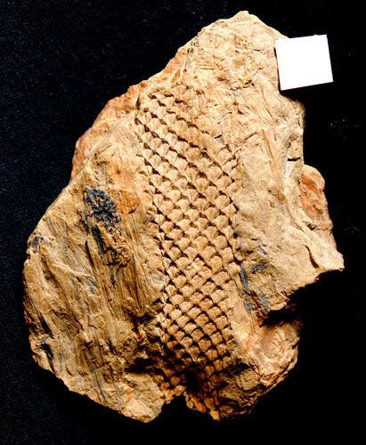Pianta fossile carbonifera