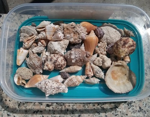 Conchiglie marine guscio - conchiglie,