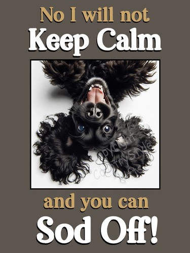 Cocker spaniel black - black, pet