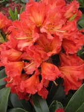 Rododendro ibrido Chiwawa -
