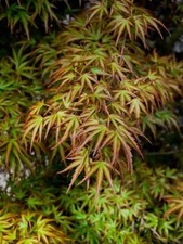 Kamagata Dwarf Japanese Maple