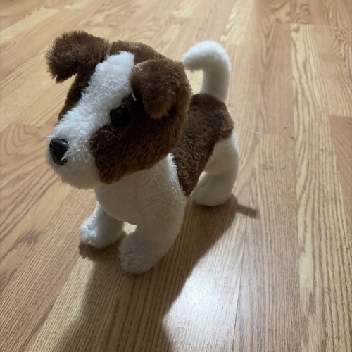 Jack russell terrier - russell, cane