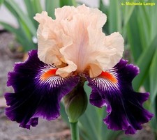 Iris TB,  'Irresistible Charm'