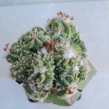 Aztekium Ritteri Rare Cactus Vivante Greffee