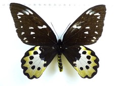 Mariposa ornithoptera - mariposa:,