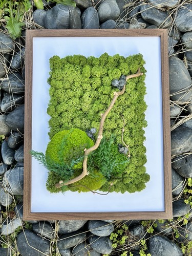 Quadro con muschio - quadro,