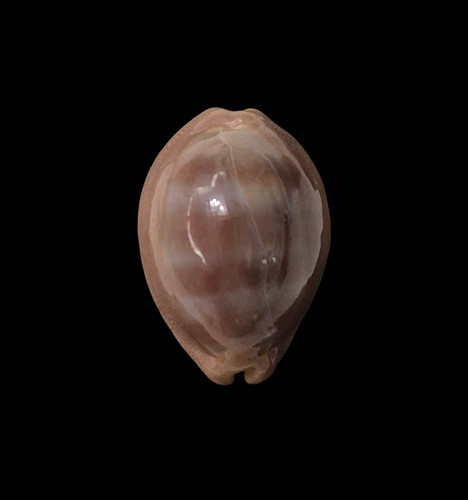 Conchiglia shell cypraea - conchiglia,