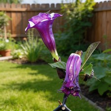 50pcs Datura Flower Seeds