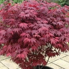 20 Seeds Acer Palmatum Smooth