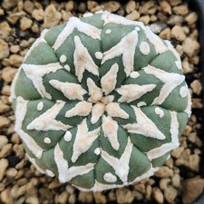 Astrophytum asterias V-TYPE