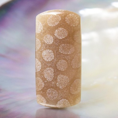 Raro cabochon corallo fossile