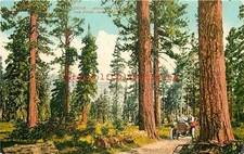 OR, The Pines, Oregon, Early